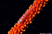 Junceella juncea Bryaninops loki-Maldives Five rocks-21m-20240425-da-DSC_6814_tn
